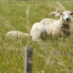 Le célèbre mouton de Nouvelle-Zélande