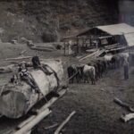 Transport début du 20ème siècle des Kauris abattus