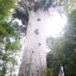Kauri Tane Mahuta âgé de plus de 2000 ans