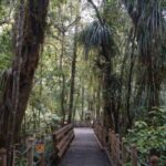 Forêt sub-équatoriale du parc national de Waipoua